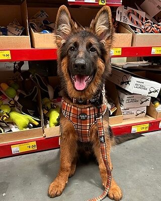 Vintage Plaid: Adjustable Harness