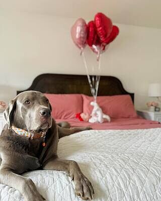 Retro Rose Sheet Set