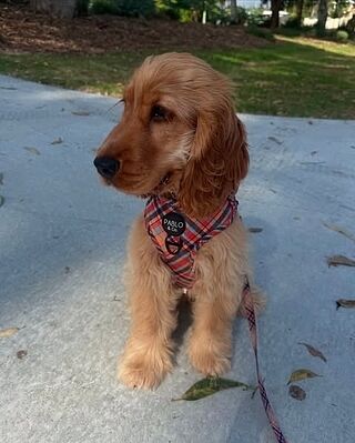 Tartan: Adjustable Harness