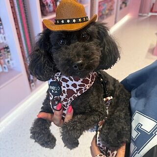 Rodeo: Adjustable Harness