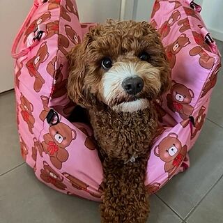 Deluxe Travel Car Bed: Teddies
