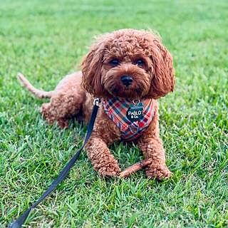 Tartan: Adjustable Harness