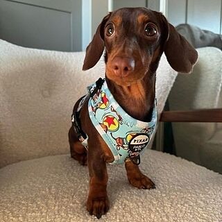 Toy Story - Slinky Dog: Adjustable Harness