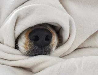 All Seasons Cotton Blanket