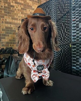 Howdy: Adjustable Harness