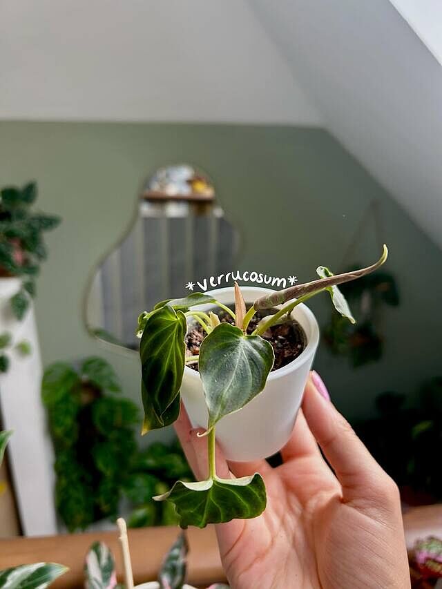 Philodendron Verrucosum