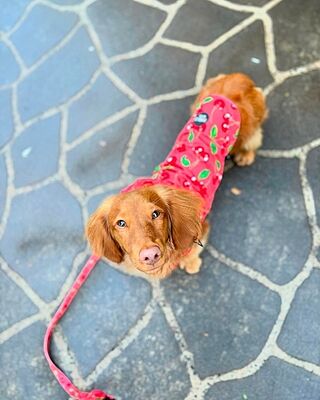 Strawberries / Cherry: Raincoat