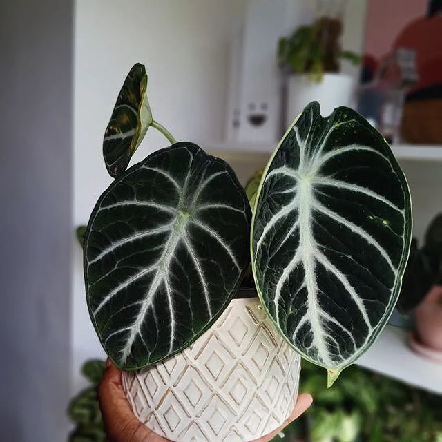 Alocasia Ninja
