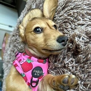 Strawberries: Adjustable Harness