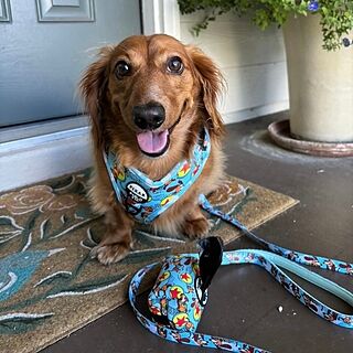 Toy Story - Slinky Dog: Adjustable Harness