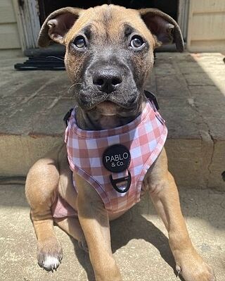 Chocolate Gingham: Adjustable Harness