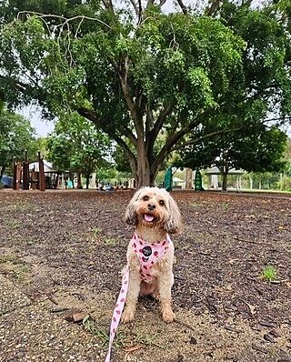 Strawberry Fields: Adjustable Harness