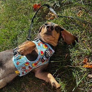 Toy Story - Slinky Dog: Adjustable Harness