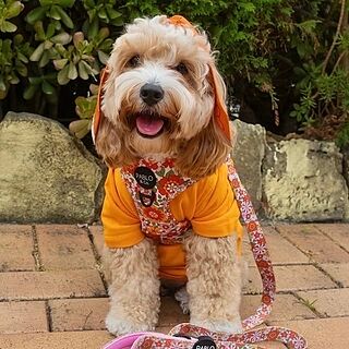 Flowers in the Field: Adjustable Harness