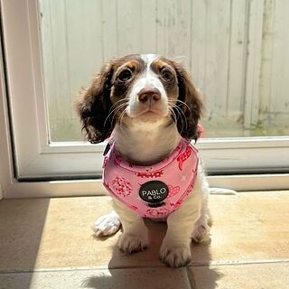 Disco Cowgirl: Adjustable Harness