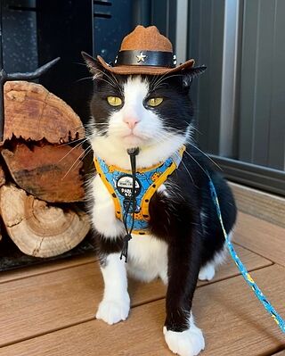 Pet Cowboy Hat