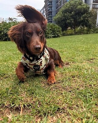 Wiener Dogs: Adjustable Harness