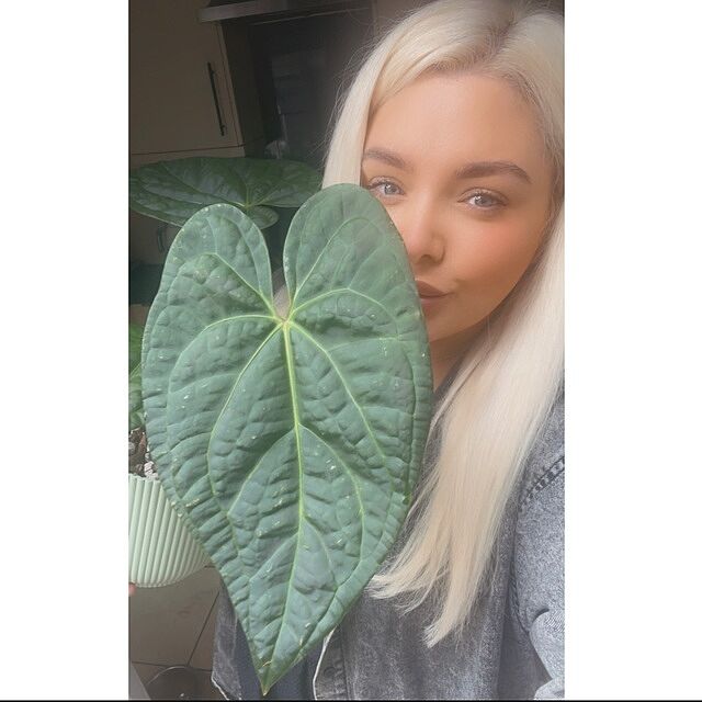 Anthurium regale x luxurians