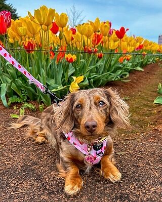 Strawberry Fields: Adjustable Harness