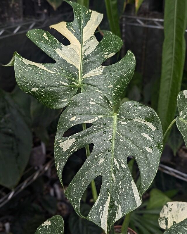 Monstera deliciosa 'Thai Constellation'