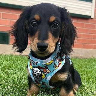 Toy Story - Slinky Dog: Adjustable Harness