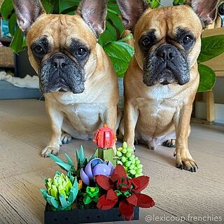 LEGO® Succulents