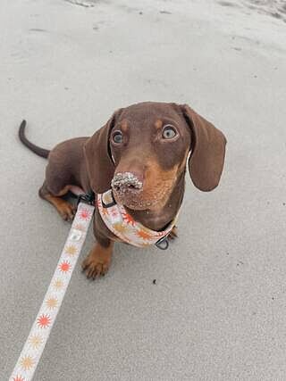 Ray of Sunshine: Adjustable Harness
