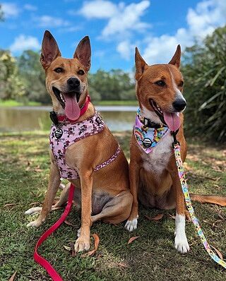 Minnie Mouse & Flowers: Adjustable Harness