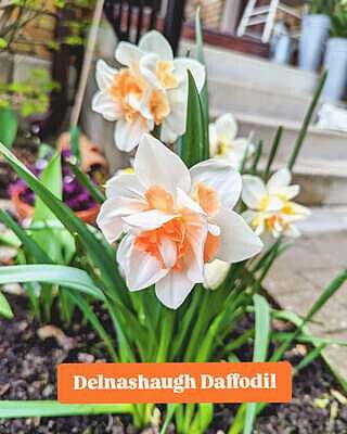 Delnashaugh Daffodil Super Sak®