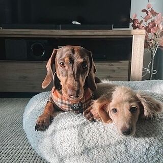 Vintage Plaid: Adjustable Harness