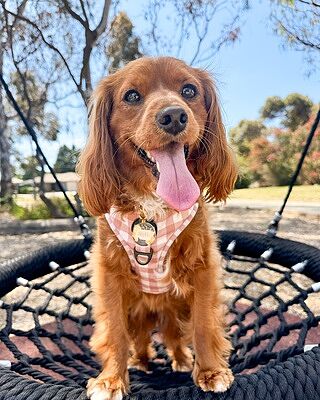 Chocolate Gingham: Adjustable Harness