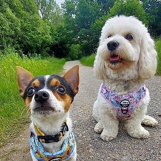 Piglet: Adjustable Harness