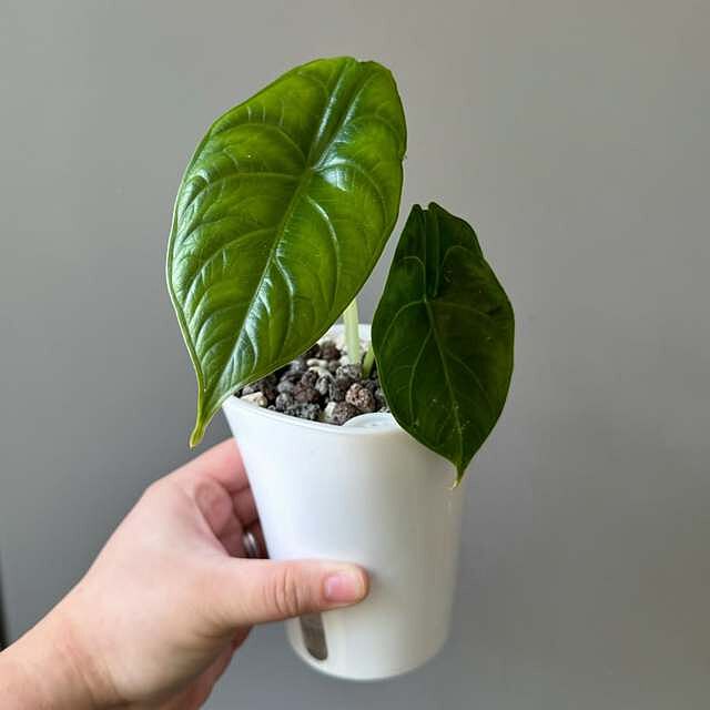 Alocasia 'Green Unicorn' Azlanii x Dragon Scale
