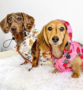 Party Dawgs / Pretzels: Raincoat