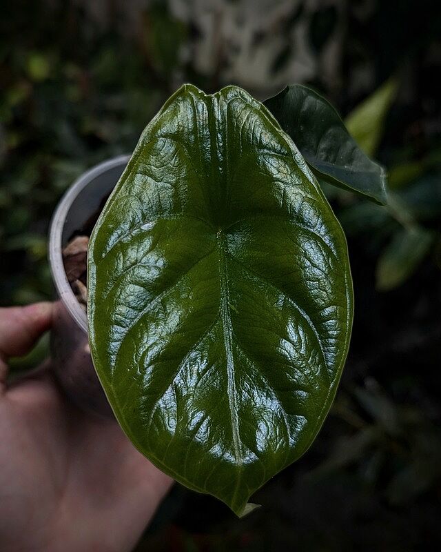 Alocasia 'Green Unicorn' Azlanii x Dragon Scale