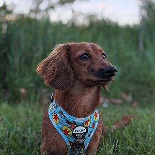 Toy Story - Slinky Dog: Adjustable Harness