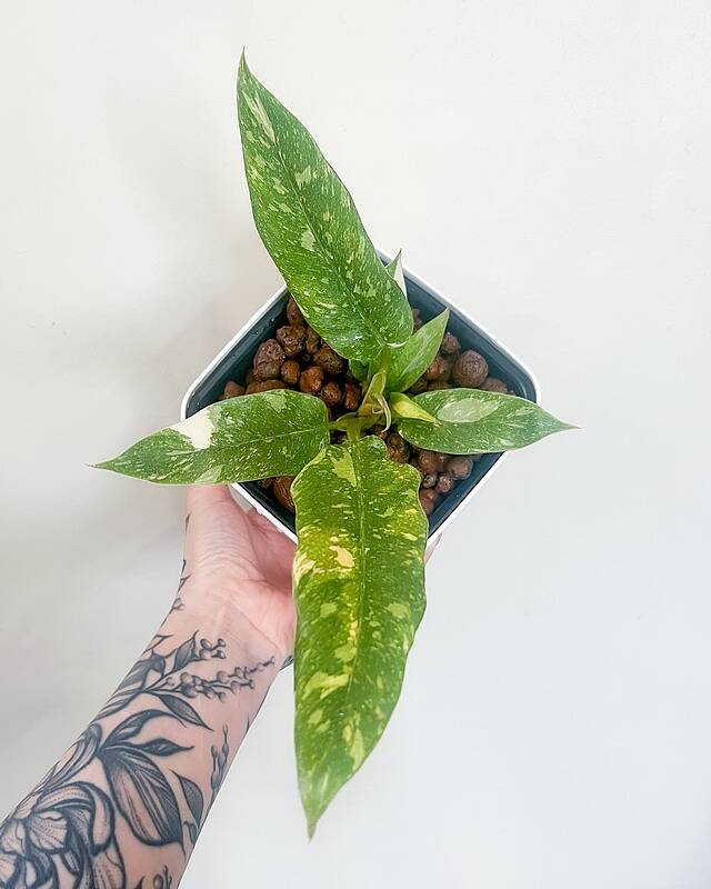 Philodendron Ring of Fire