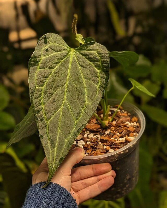 Anthurium Delta Force