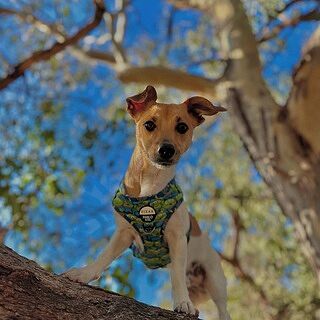 Toy Story - Aliens: Adjustable Harness