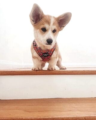 Tartan: Adjustable Harness
