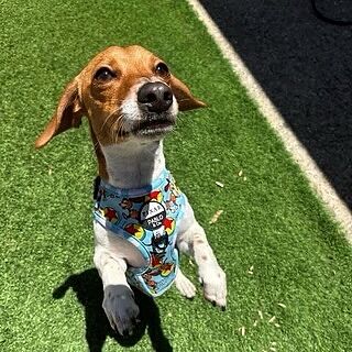 Toy Story - Slinky Dog: Adjustable Harness