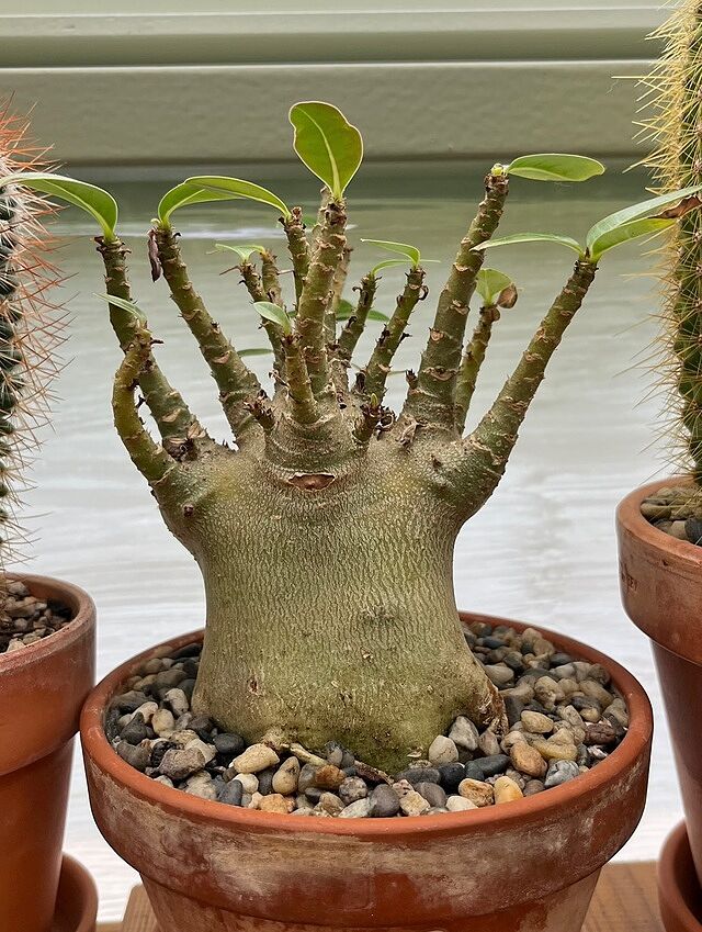 Adenium arabicum 'Baobab'
