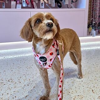 Strawberry Fields: Adjustable Harness