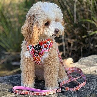 Flowers in the Field: Adjustable Harness