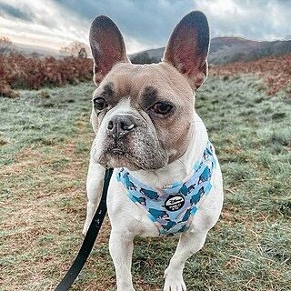 Eeyore: Adjustable Harness