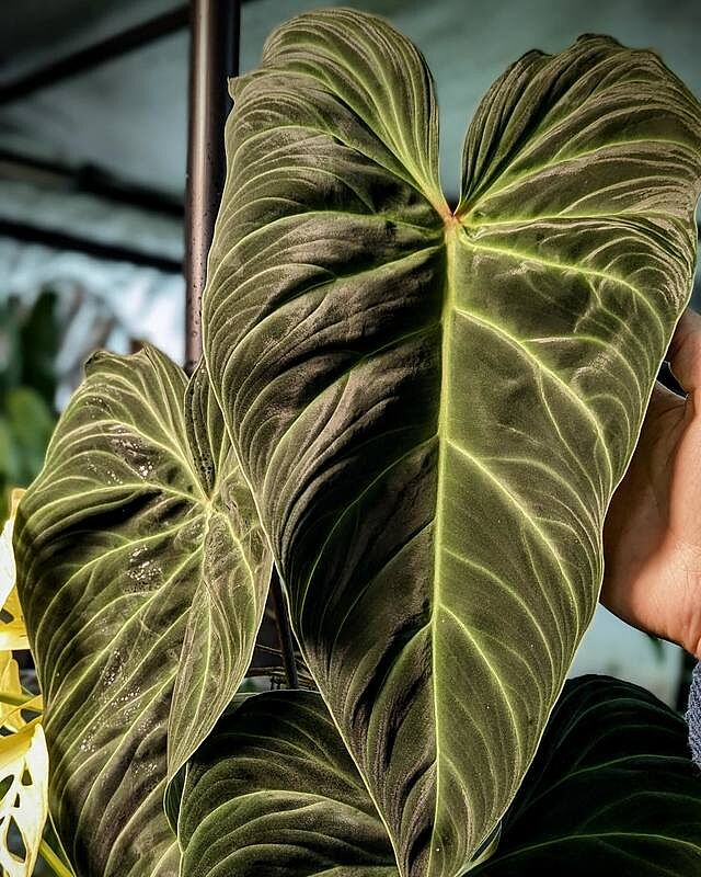 Philodendron Verrucosum