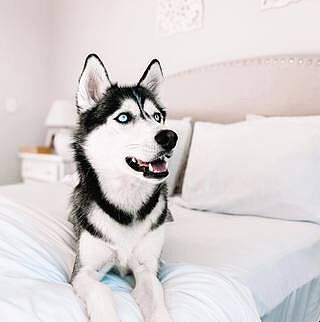 Classic White Sheet Set