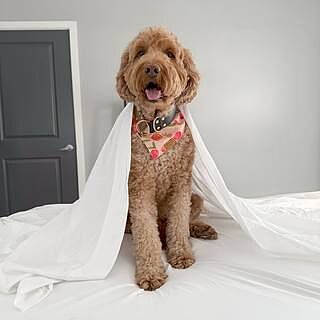 Classic White Sheet Set