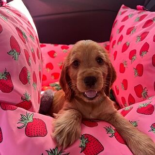 Deluxe Travel Car Bed: Strawberries