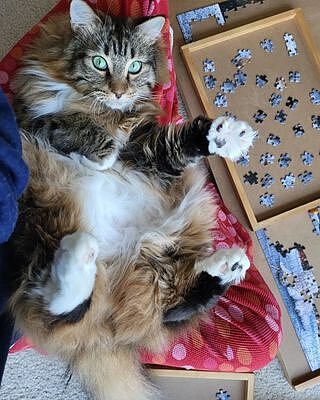 1000 PIECE PUZZLE: GALAXY CATS